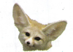 Image de fennec.png